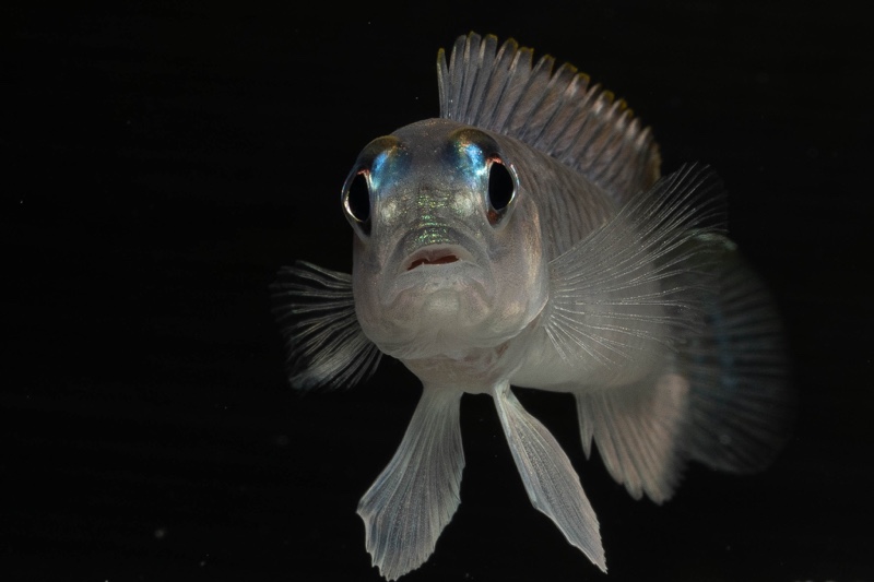 Lamprologus laparogramma 'Namansi'